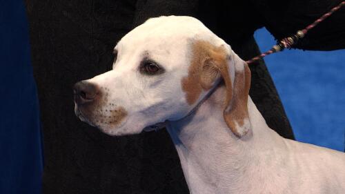 医生：维尼修斯需足够时间养伤 否则复发风险很高